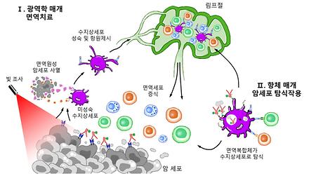돌연변이 췌장암 세포 표적  항체-광응답제 접합체 개발
