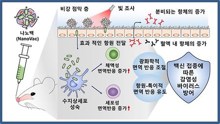 비강 접종 후 빛으로 면역 반응 조절하는 나노백신 개발